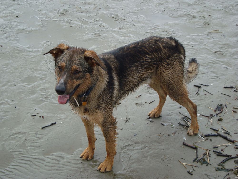 mit Hund am Strand